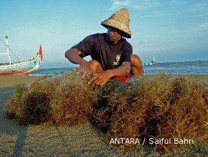 Lelang online perdana rumput laut sepi pembeli