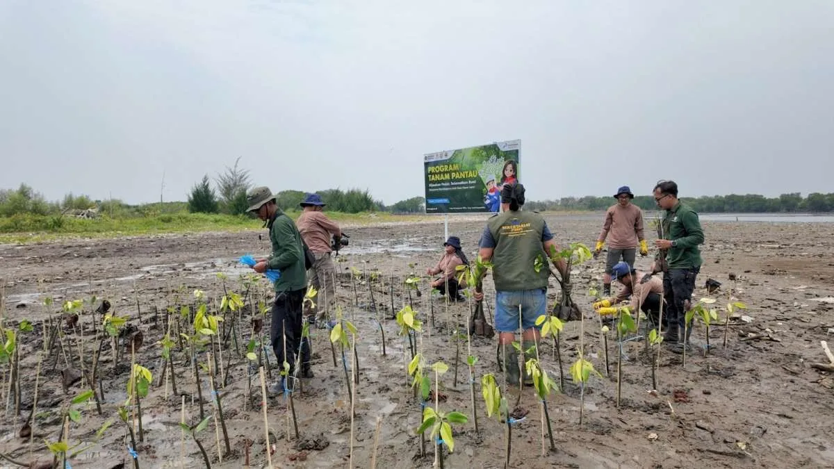 PGN Group Tanam Lebih dari 269.000 Mangrove, Perkuat Ketahanan Pesisir Utara Jawa