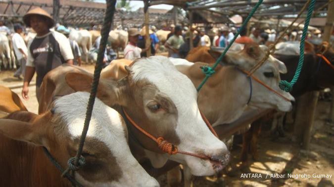 SBY perintah investigasi impor sapi ilegal