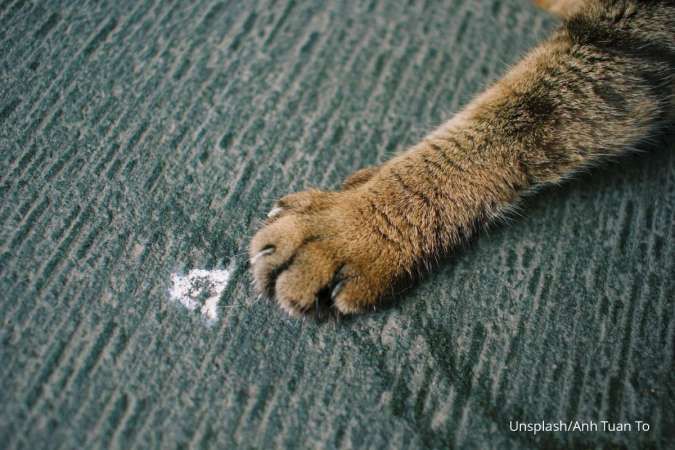 Kucing Anda Baru Saja Pipis di Karpet? Begini Cara Membersihkan & Menghilangkan Bau
