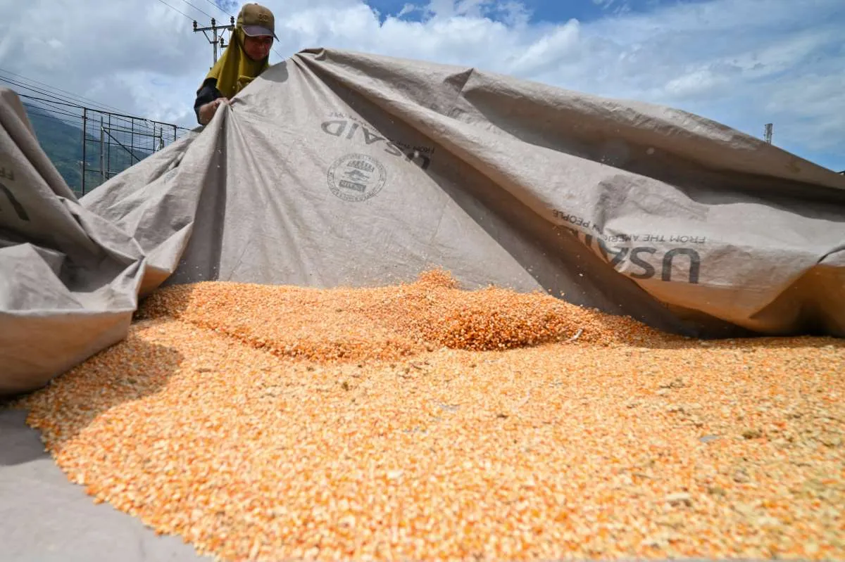 BPS Prediksi Luas Panen Jagung Kuartal I-2026 Tembus 860.000 Hektare