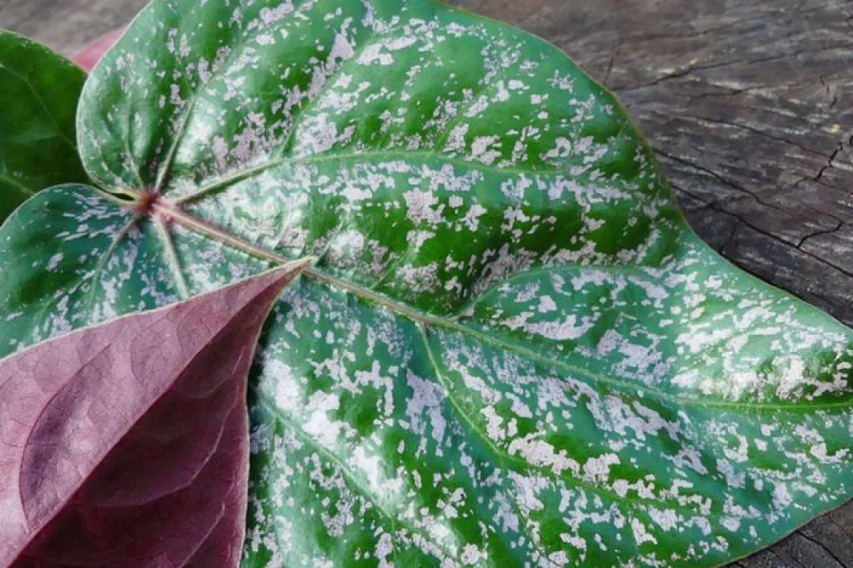 Bisa Membantu Mengatasi Diabetes, Ini 4 Manfaat Daun Sirih Merah untuk Kesehatan