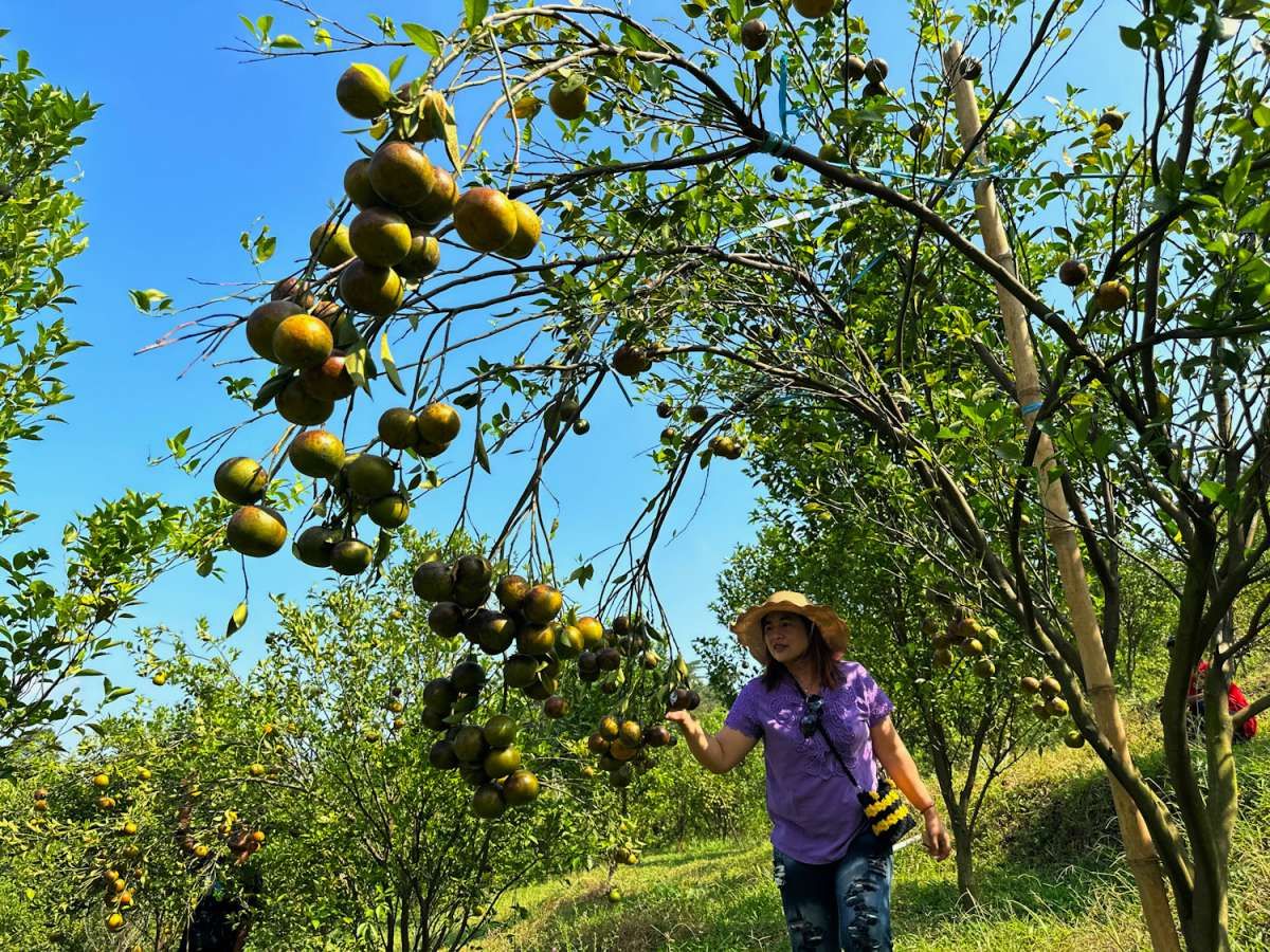 Mimpi Besar Desa Wonoagung Di Balik Kemilau Jeruk-Jeruk Ranum