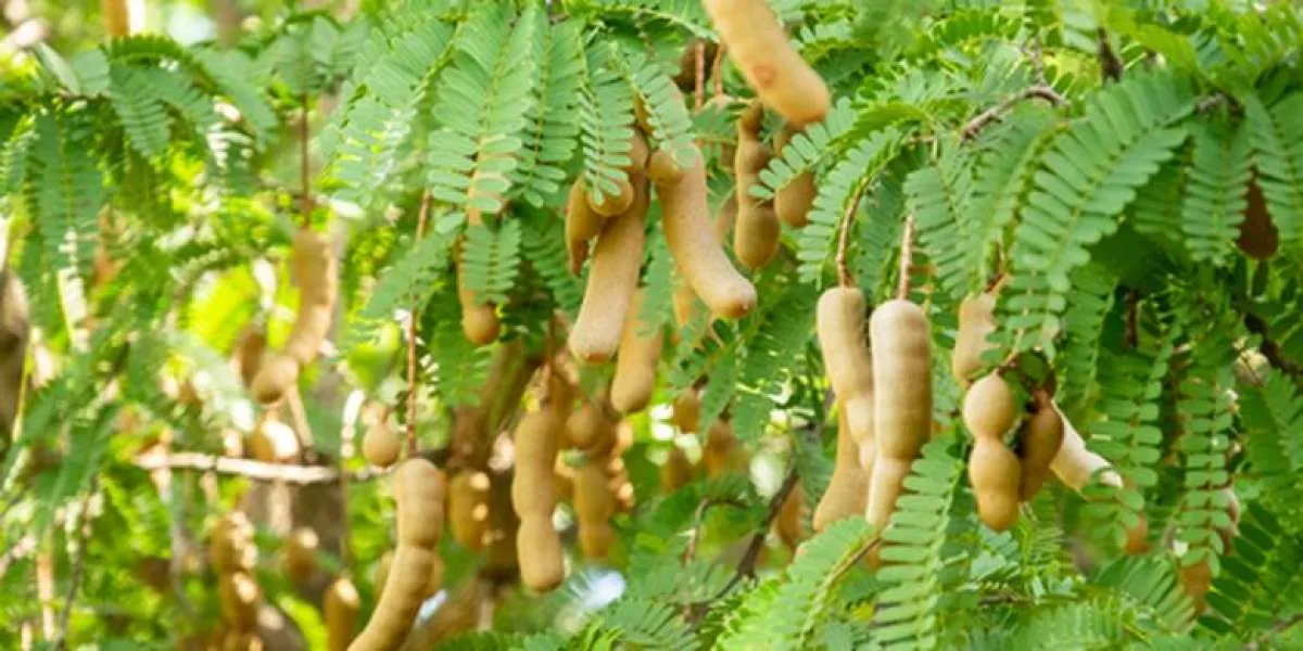 Cara Merebus Daun Asam Jawa untuk Obati Luka Agar Cepat Kering dan Nyeri Rematik