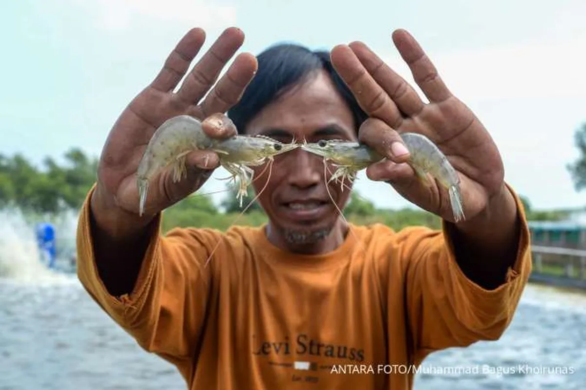 Dihantam Tarif AS, Indonesia Berencana Jual Udang ke China