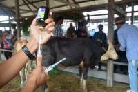 Puluhan Sapi Mati Mendadak di Sragen, Ini Upaya Penanganan dari Kementan 