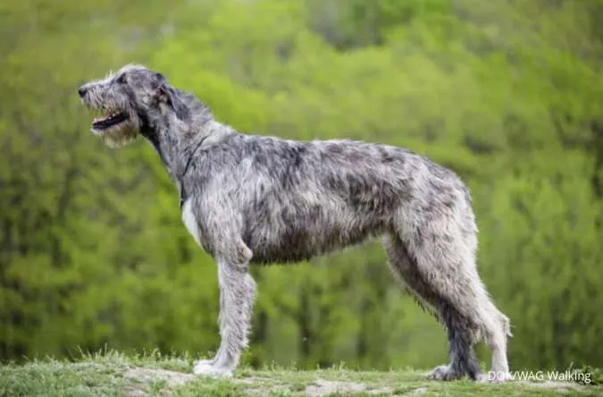 Anjing Ras Wolfhound