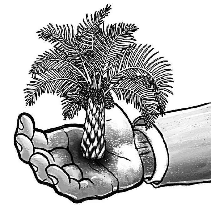 Amnesti Sawit dalam Kawasan Hutan