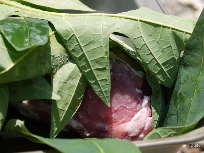 Cara Mengolah Daging Sapi Pakai Bahan Tradisional daun pepaya agar empuk