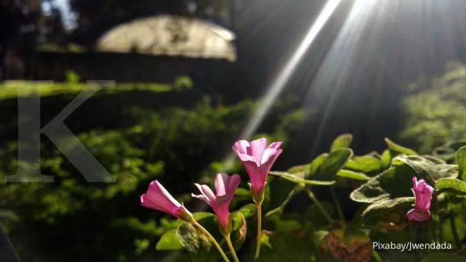 Apa yang Akan Terjadi Jika Tanaman Kekurangan Sinar Matahari? Ini Penjelasannya