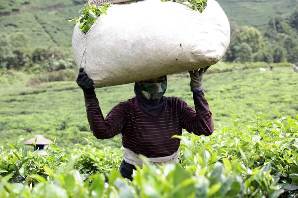 Produktivitas Perkebunan Teh di Indonesia Terus Menyusut, Ini Pemicunya 