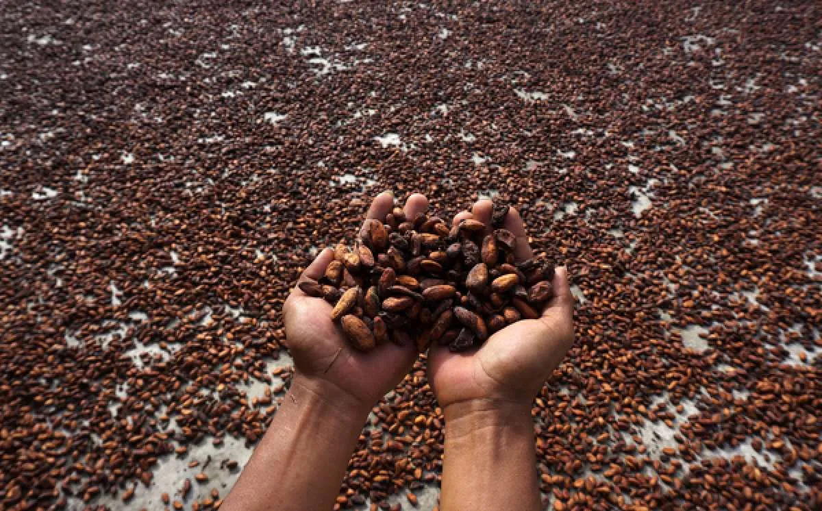 Industri Makanan dan Minuman Kesulitan Mendapatkan Pasokan Kakao