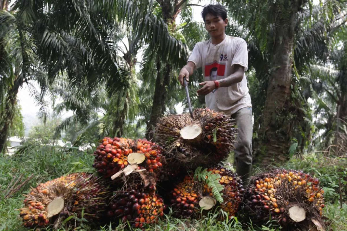 Sebanyak 80% perusahaan kelapa sawit masih bermasalah, Luhut usulkan ada denda