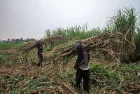 Beri Kemudahan Petani Mengakses Program Penanaman Kembali