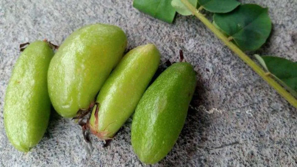 Efektif Menurunkan Gula Darah, Ini Manfaat Belimbing Wuluh untuk Kesehatan 
