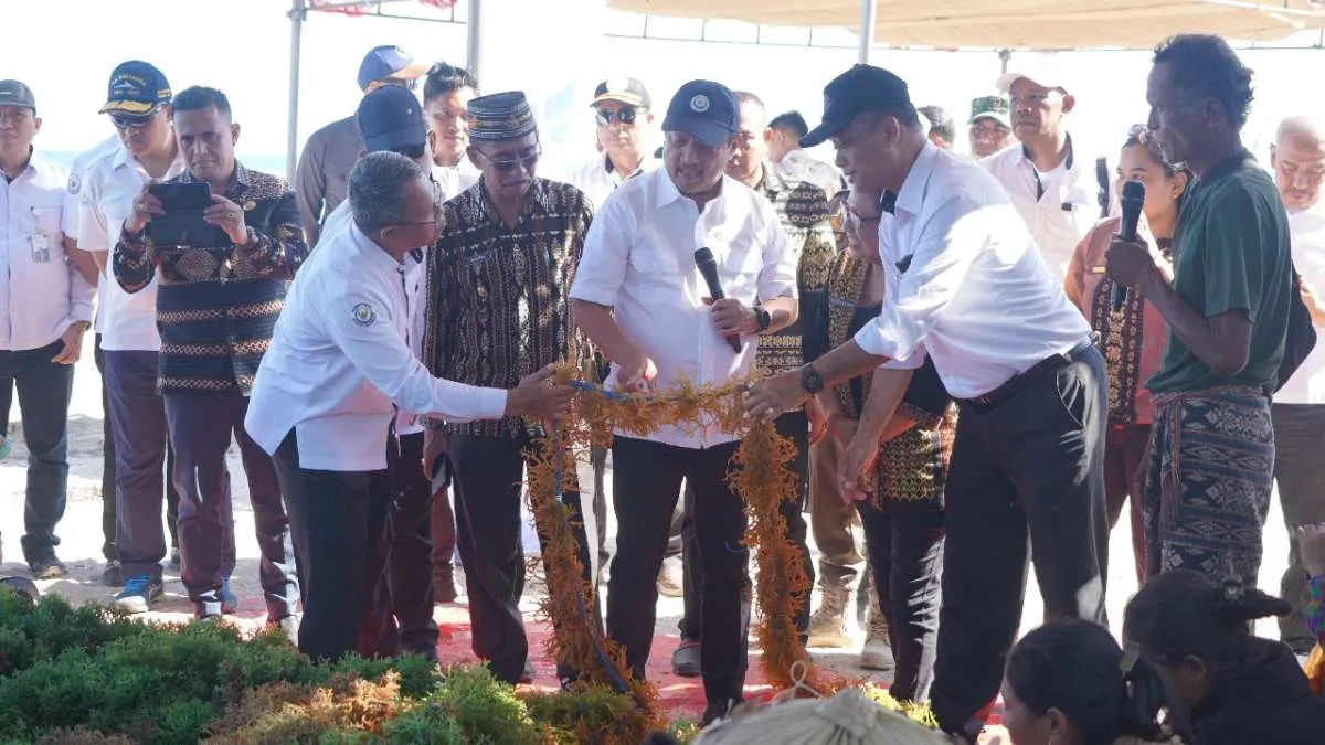 KKP Dorong Peningkatan Produktivitas Budidaya Rumput Laut di Pulau Terluar
