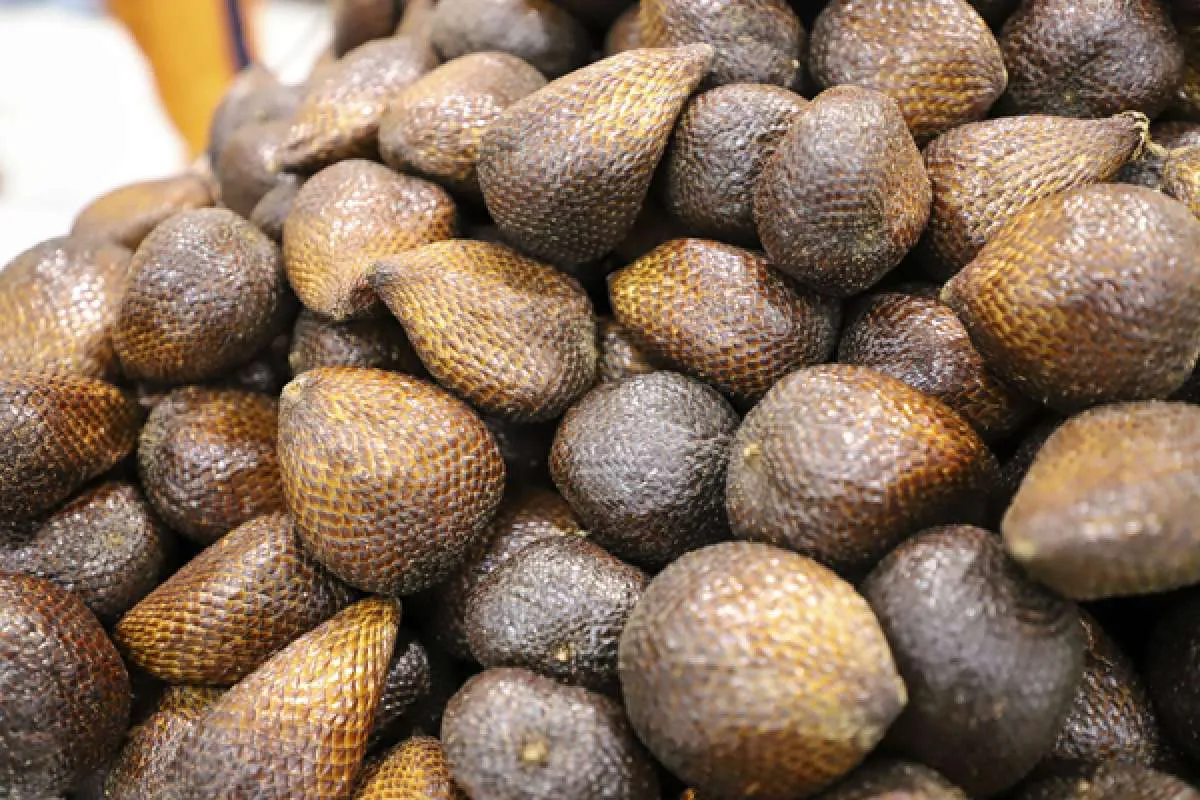 Manfaat buah salak ini berguna untuk kesehatan Anda