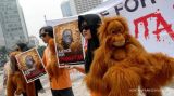 Riau Police foil illegal baby orangutan trade