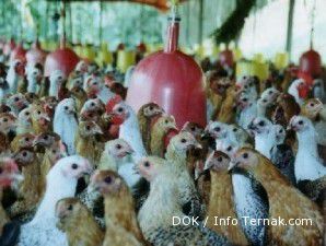 Ayam arab gemar bertelur jika pakan berkecukupan (2)