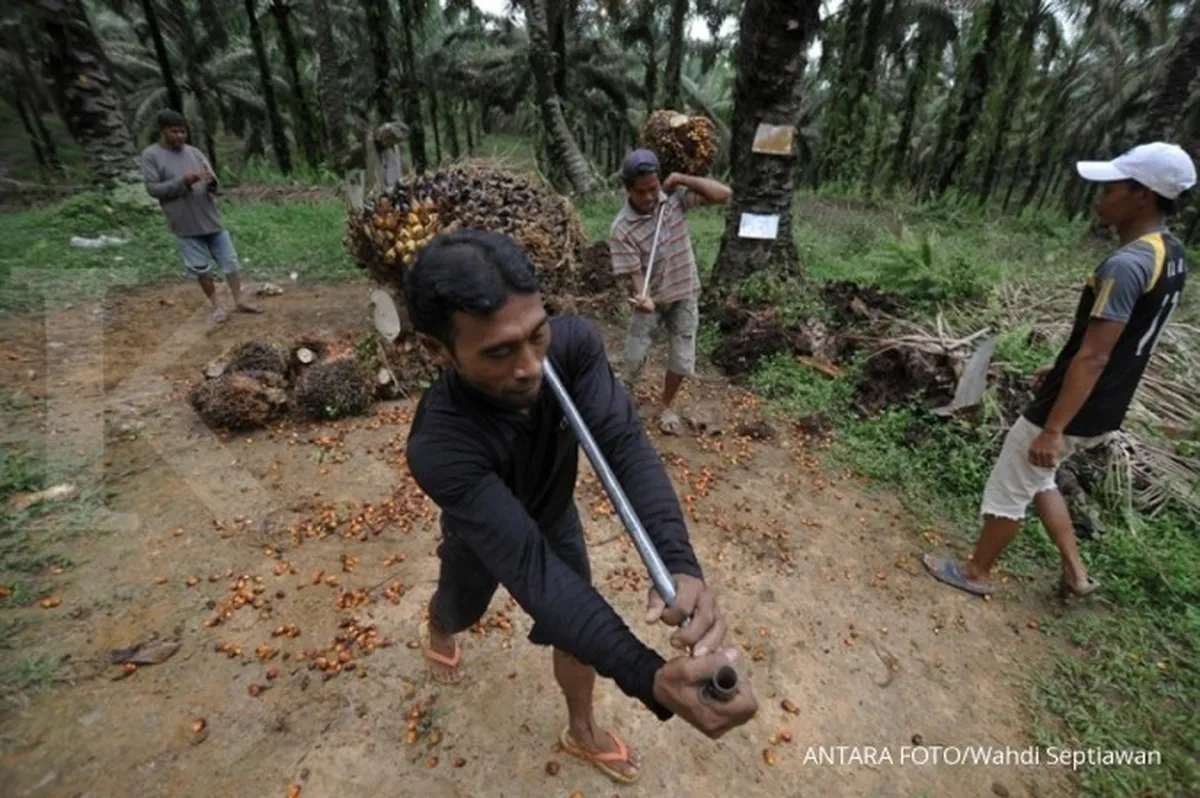May Day, Sawit Watch Minta Cabut UU Cipta Kerja dan Perlindungan Buruh Kebun Sawit