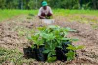 Mengenal porang, tanaman liar yang bikin banyak petani jadi miliarder