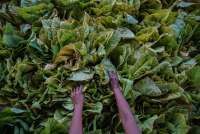 Menakar Dampak Aturan Kemasan Rokok Bagi Petani Tembakau