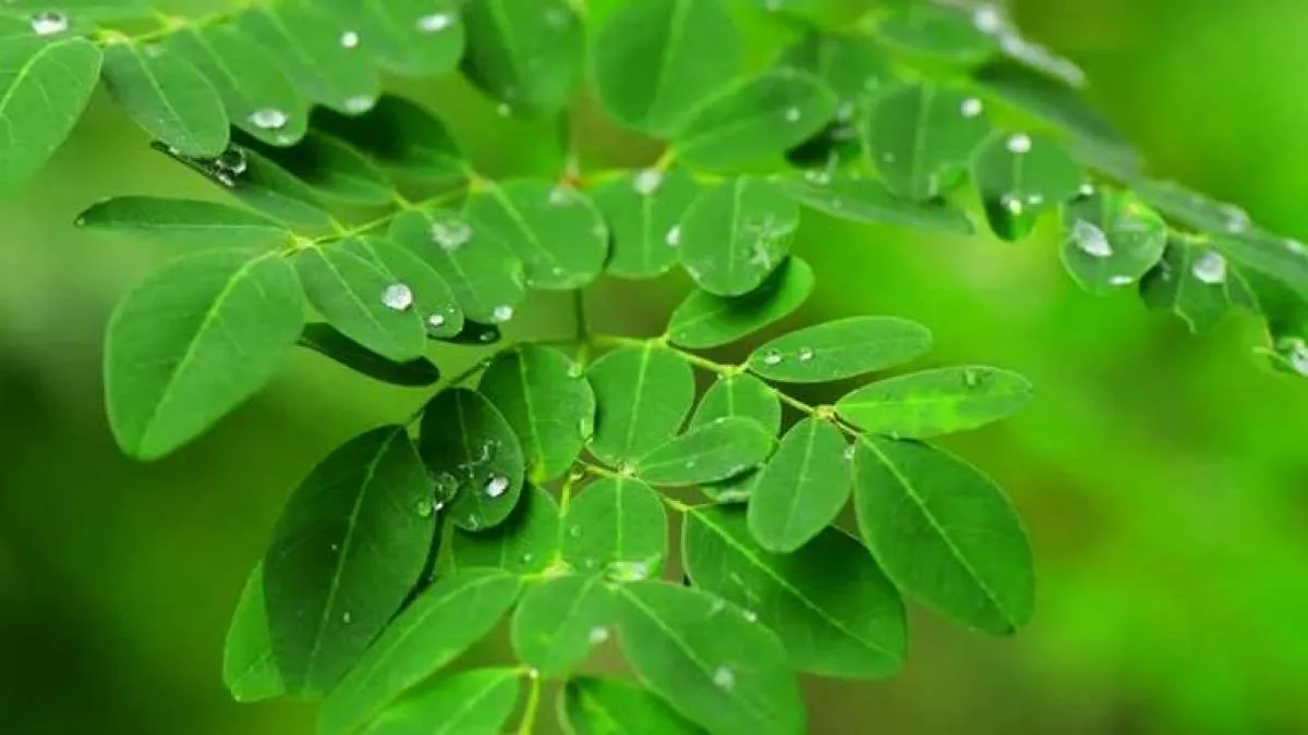 Khasiat Luar Biasa Daun Kelor untuk Penderita Diabetes yang Jarang Diketahui