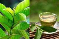  Rebusan Daun Apa untuk Menurunkan Gula Darah Tinggi? Ini 9 Rekomendasinya