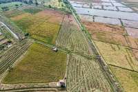 Petani Sebut Dampak El Nino Sudah Terasa, Ancam Komoditas Ini