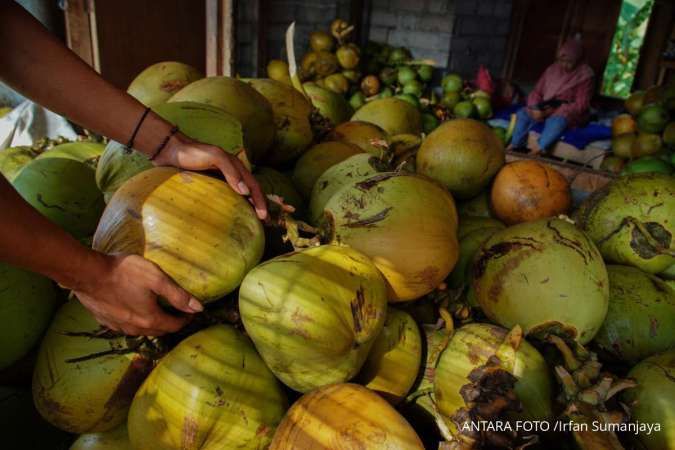 Ekspor Kelapa Bulat Melonjak, Industri Olahan Kekurangan Bahan Baku