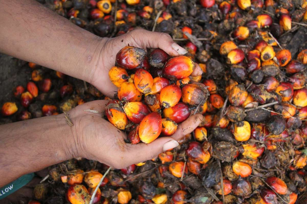 Denda Ratusan Miliar Menanti, Begini Perbedaan Formula Perhitungan Denda Lahan Sawit