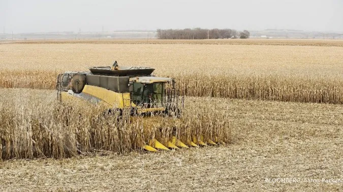 Wheat Drops to Two-month Low on Harvest Pressure; Corn Eases