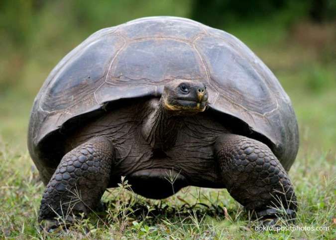 Hewan yang Bisa Hidup Tanpa Makan dan Minum: Kura-kura Galapagos
