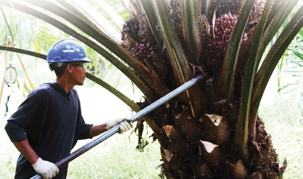 Ada Sentimen DMO Minyak Sawit, Simak Rekomendasi Saham Lonsum (LSIP) dari Analis