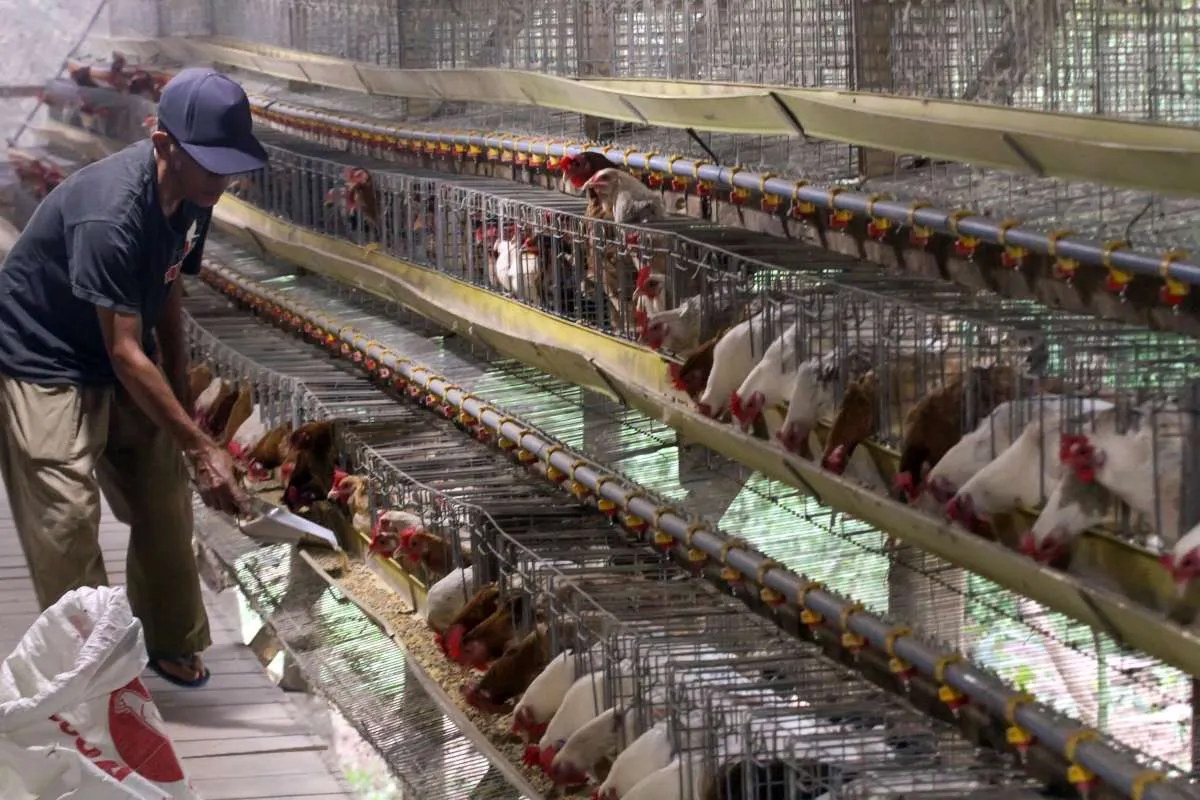 Harga Ayam Anjlok, Peternak Keluhkan Biaya Pakan