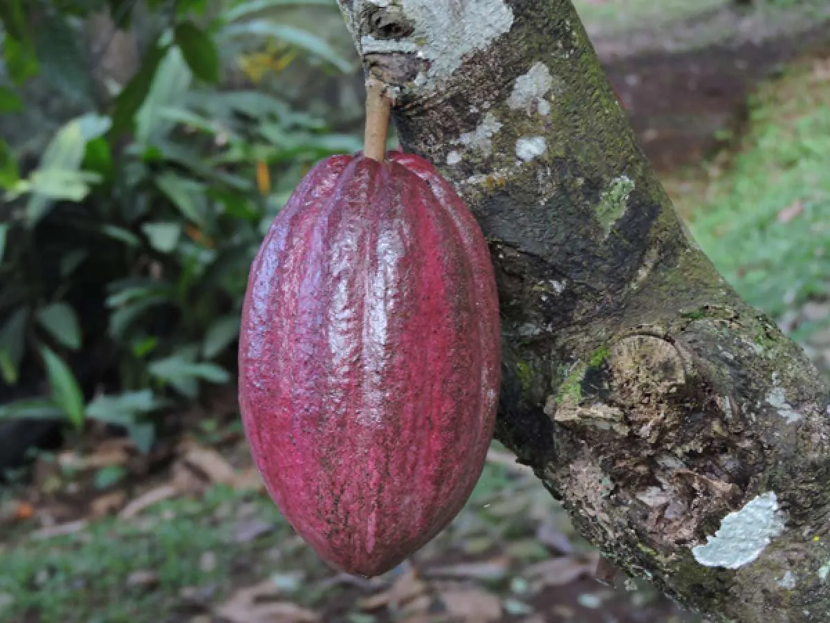 Harga Kakao Anjlok Imbas Penurunan Permintaan dan Konflik Timur Tengah