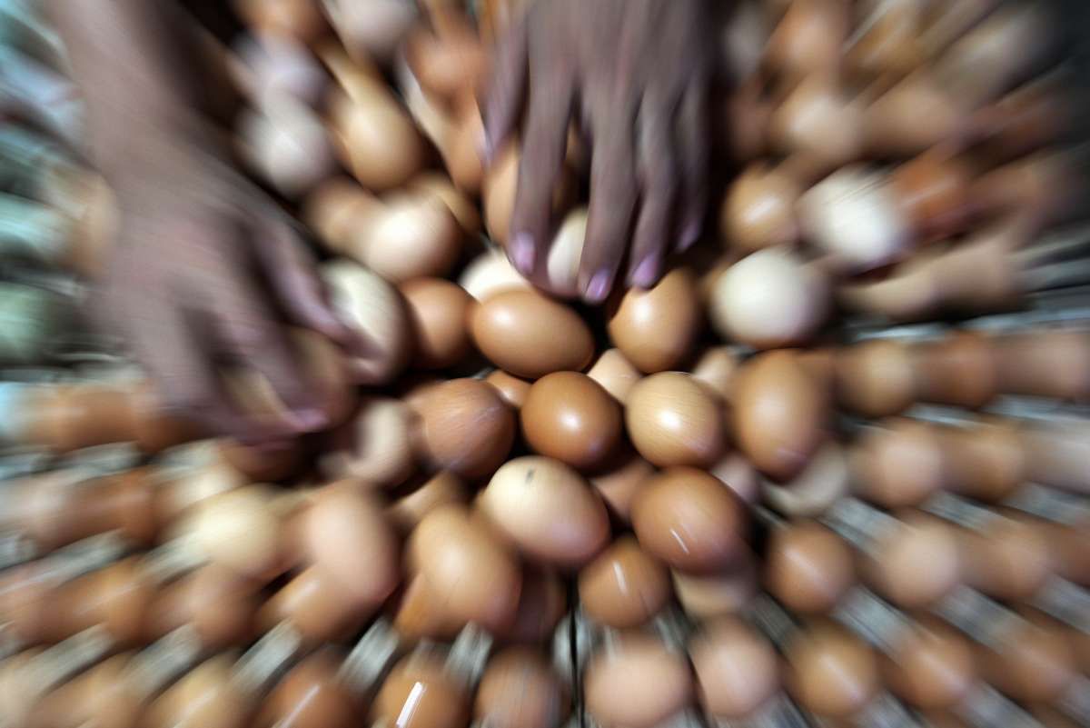 Populasi Ayam Berkurang, Harga Telur Terbang