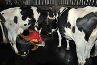 DPN Minta Prabowo Bikin Regulasi Baru yang Melindungi Peternak Sapi Perah