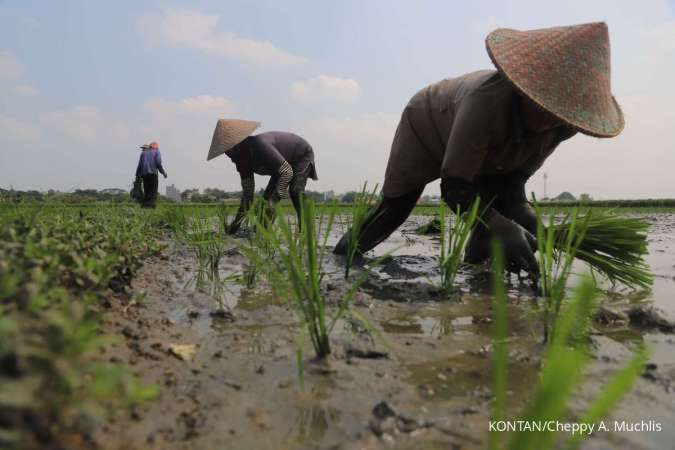 BPS: Nilai Tukar Petani Naik 0,33% pada Oktober 2024