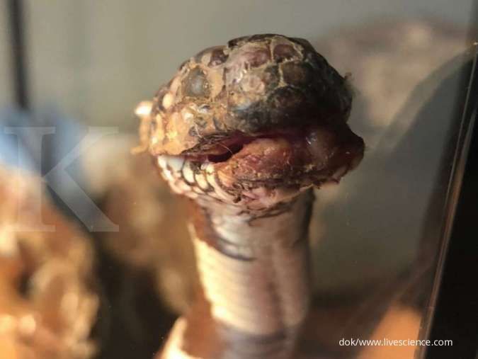 Ini penyebab ular liar di California hidup bak mumi 