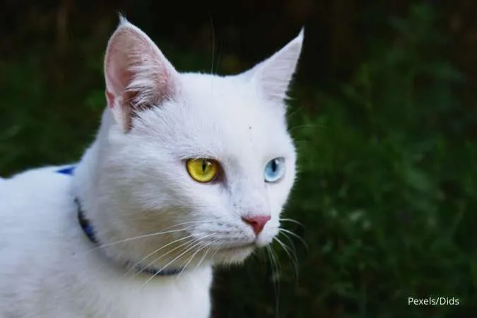 Kucing American shorthair putih