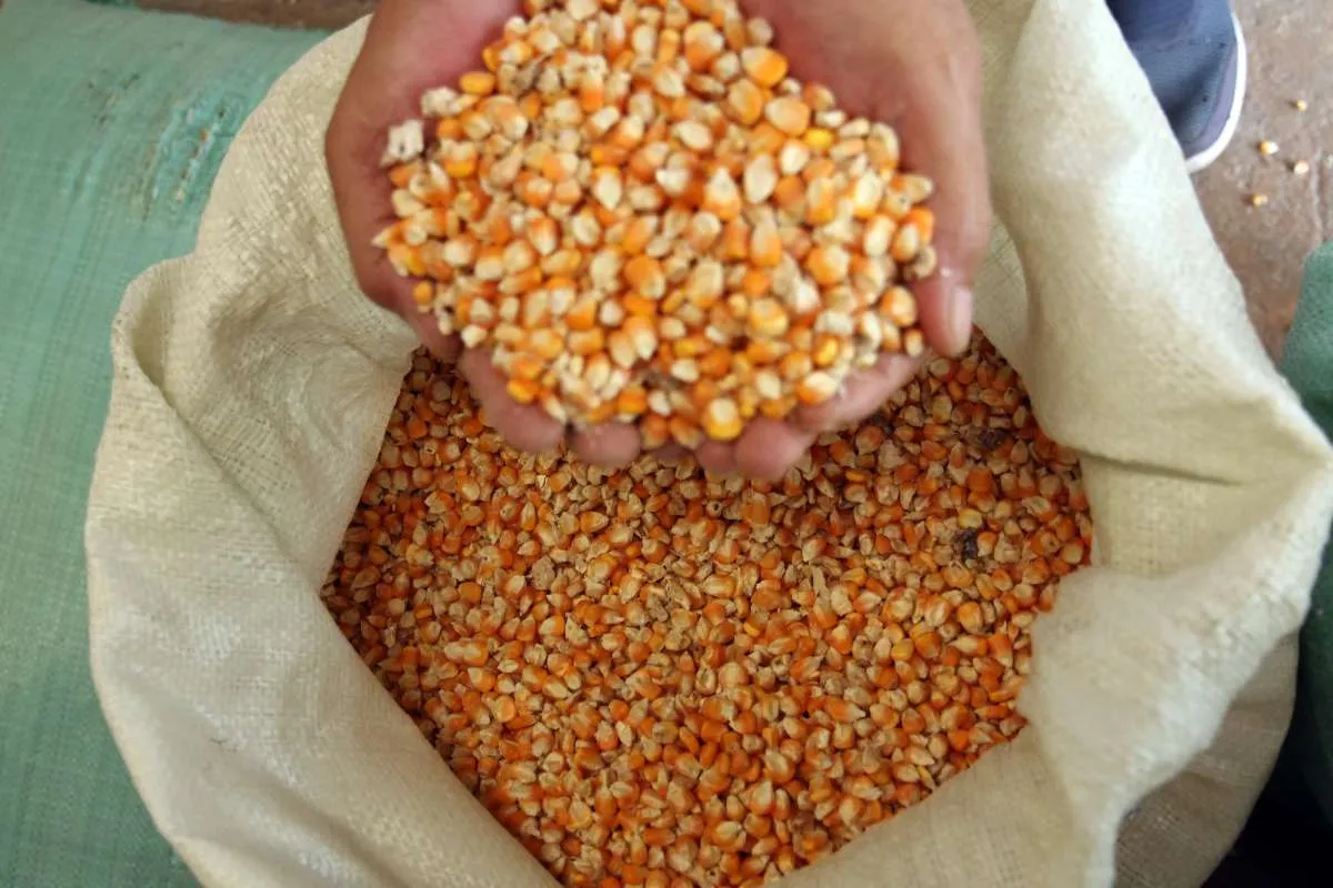 Harga Jagung Naik, Petani Nikmati Panen Raya Terbaik