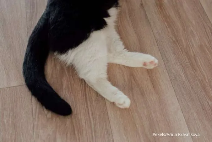 Apa Saja Fungsi Ekor Kucing? Simak Penjelasannya di Sini!