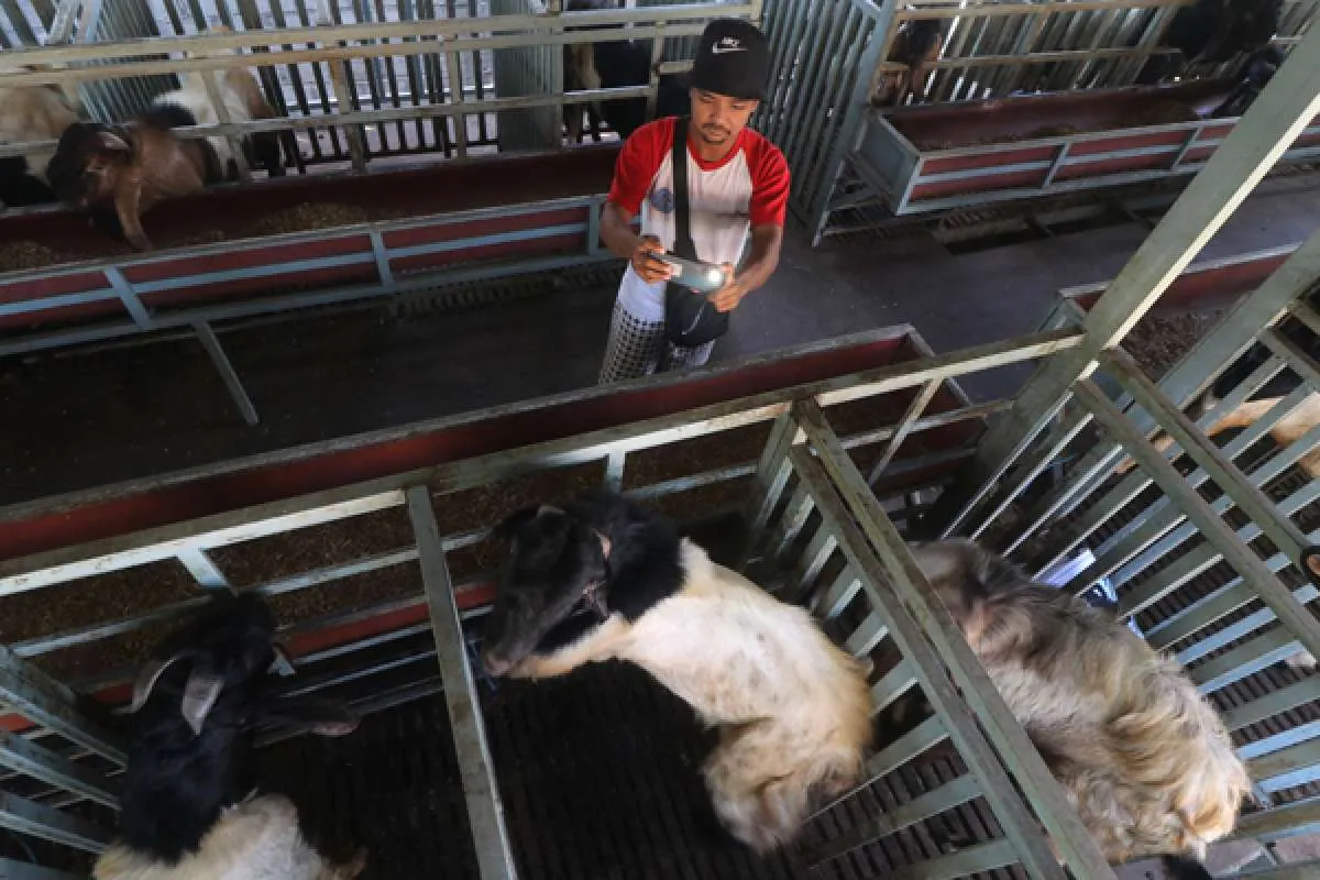 Kolaborasi KITA Tebar Ratusan Hewan Kurban Bersama Ratusan Komunitas Indonesia Timur 