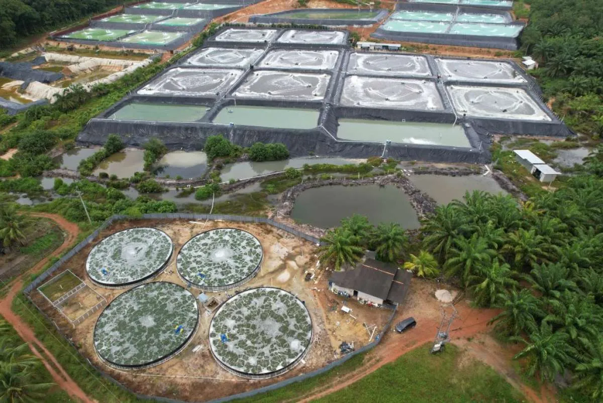 Mulai Penawaran Pekan Depan, Simak Penggunaan Dana IPO Agro Bahari (UDNG) 