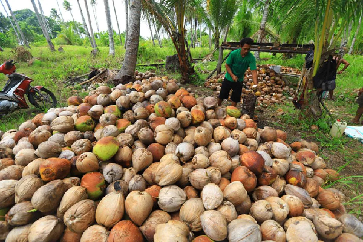 Industri Kelapa Kena PPN 12%, Hipki: Ini Memberatkan 