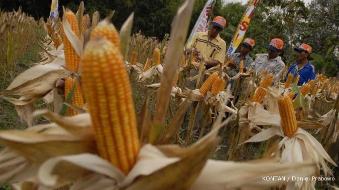 Cuaca baik dukung produksi benih jagung