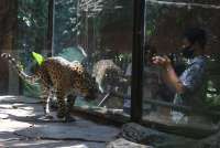 Macan Tutul Masuk Hotel di Bandung, Rencananya akan Direhabilitasi di Sukabumi