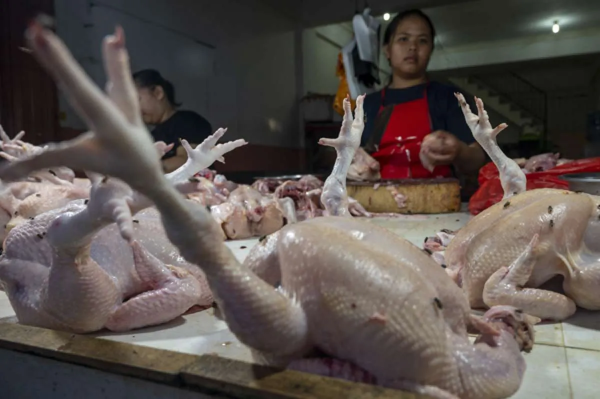 Jangan sampai tertipu, ini tips membedakan ayam segar dan tiren