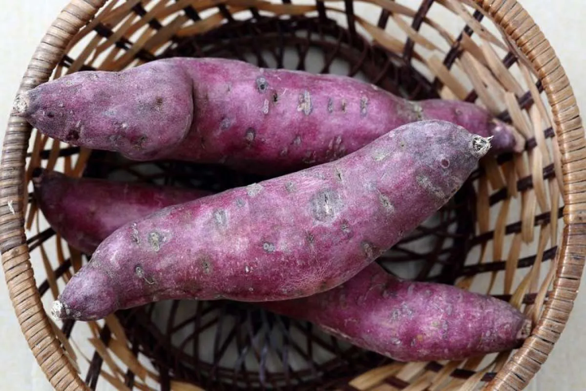 4 Alasan Ubi Jalar Efektif Menurunkan Berat Badan 